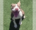 Small #7 American Pit Bull Terrier Mix