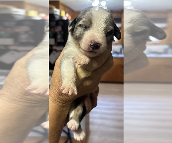 Medium Photo #3 F2 Aussiedoodle Puppy For Sale in ONAWAY, MI, USA