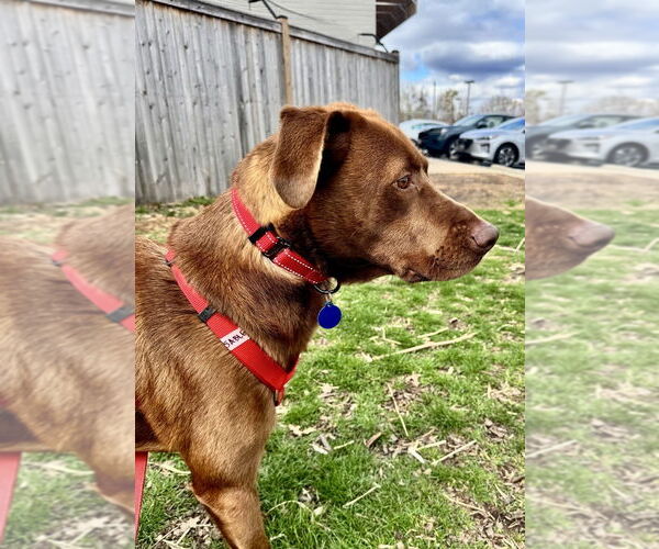 Medium Photo #3 Labrador Retriever-Unknown Mix Puppy For Sale in Greenbelt, MD, USA