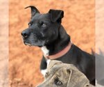 Small Photo #6 American Pit Bull Terrier Puppy For Sale in Kanab, UT, USA