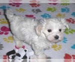 Small Photo #10 Maltese Puppy For Sale in ORO VALLEY, AZ, USA