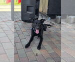 Small #6 Retriever  Mix