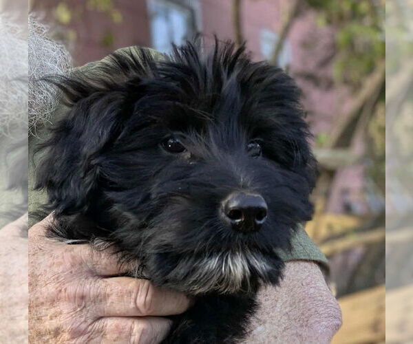 Medium Photo #2 Labrador Retriever-Unknown Mix Puppy For Sale in Aurora, IN, USA