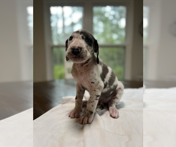 Medium Photo #13 Great Dane Puppy For Sale in MIMS, FL, USA