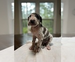 Small Photo #13 Great Dane Puppy For Sale in MIMS, FL, USA