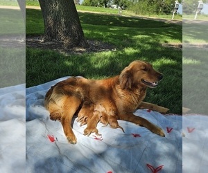 Golden Retriever Puppy for Sale in PIPESTONE, Minnesota USA