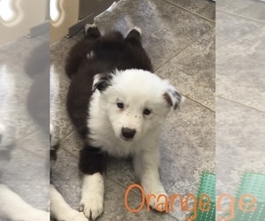 Border Collie Puppy for sale in BARDSTOWN, KY, USA