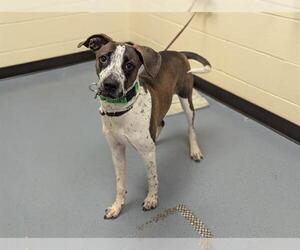 Mutt Dogs for adoption in Denver, CO, USA