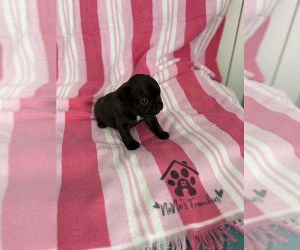 Medium Photo #1 French Bulldog Puppy For Sale in OPP, AL, USA