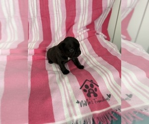 Medium French Bulldog