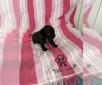 Small French Bulldog