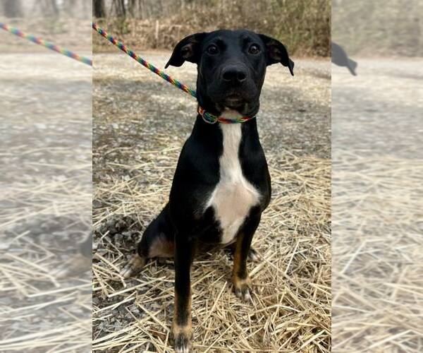 Medium Photo #1 Mutt Puppy For Sale in Clarkesville, GA, USA