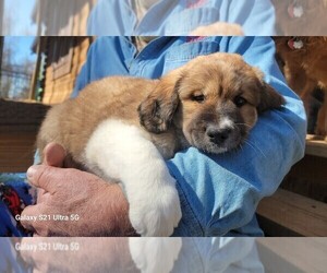Medium Great Bernese-Poodle (Standard) Mix