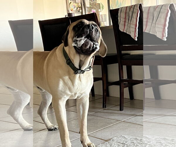 Medium Photo #8 Mastiff Puppy For Sale in Goodyear, AZ, USA