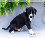Small #10 Great Dane