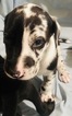 Small Photo #5 Great Dane Puppy For Sale in FONTANA, CA, USA