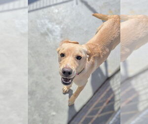 Labrador Retriever-Unknown Mix Dogs for adoption in Pacifica, CA, USA