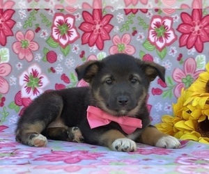 Australian Shepherd-Norwegian Elkhound Mix Puppy for sale in LANCASTER, PA, USA