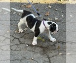 Small #2 American Bulldog