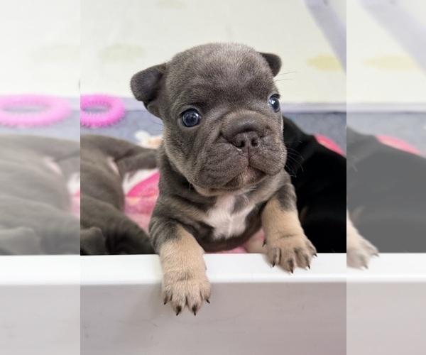 Medium Photo #1 French Bulldog Puppy For Sale in WESLEY CHAPEL, FL, USA