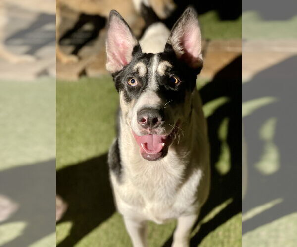 Medium Photo #1 Mutt Puppy For Sale in Newport Beach, CA, USA