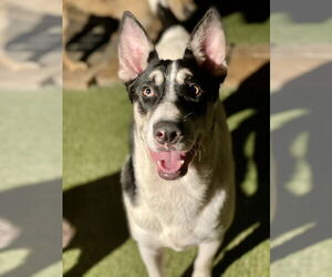 Mutt Dogs for adoption in Newport Beach, CA, USA