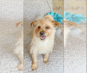 Benji in RI - Male Mutt Dog for Adoption - Photo #19