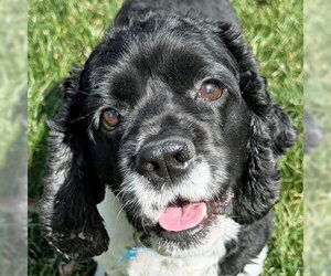 Molly - Female Cocker Spaniel Dog for Adoption - Photo #4