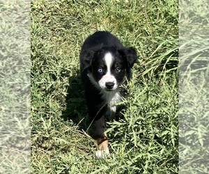 Miniature Australian Shepherd Puppy for sale in FORT MORGAN, CO, USA
