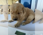Small #2 Labrador Retriever