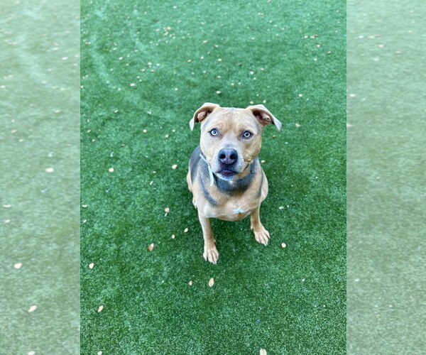 Medium Photo #5 American Pit Bull Terrier Puppy For Sale in Salinas, CA, USA