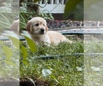 Small #6 Golden Retriever