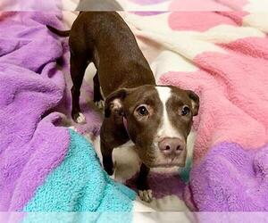 American Pit Bull Terrier-Unknown Mix Dogs for adoption in Tulsa, OK, USA