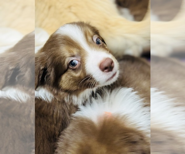 Medium Photo #1 Australian Shepherd Puppy For Sale in LANDRUM, SC, USA