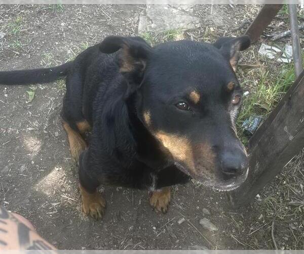 Medium Photo #1 Doberman Pinscher-German Shepherd Dog Mix Puppy For Sale in San Antonio, TX, USA