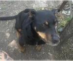 Small Doberman Pinscher-German Shepherd Dog Mix