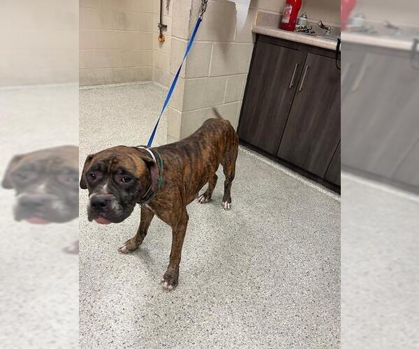Medium Photo #1 Boxer-Unknown Mix Puppy For Sale in Conroe, TX, USA