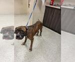 Small Boxer Mix