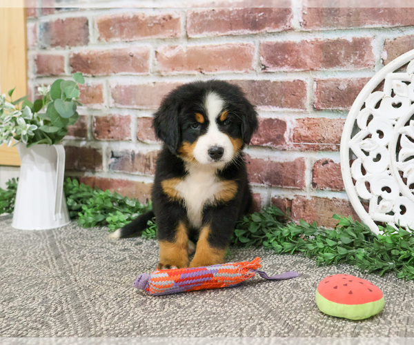 Medium Photo #2 Bernese Mountain Dog Puppy For Sale in SYRACUSE, IN, USA