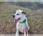 Small #18 Boxer Mix