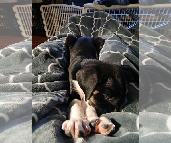 Medium Photo #3 Beagle-Unknown Mix Puppy For Sale in Minneapolis, MN, USA