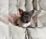 Small #6 French Bulldog