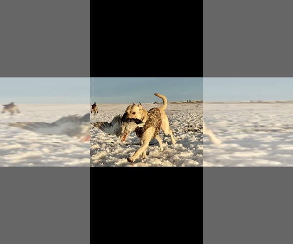 Medium Photo #7 Labrador Retriever Puppy For Sale in RIDGEFIELD, WA, USA
