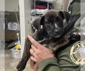 Mutt Dogs for adoption in Jackson, CA, USA