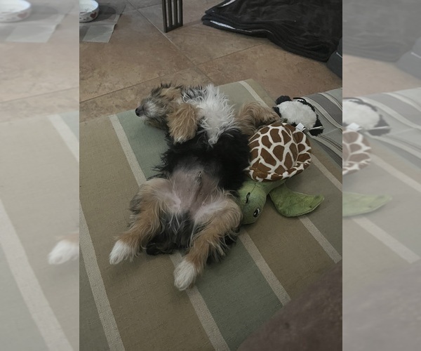 Medium Photo #4 Yorkshire Terrier Puppy For Sale in CASSVILLE, MO, USA