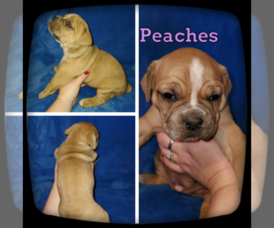 Olde English Bulldogge Puppy for sale in WHEELER, MI, USA