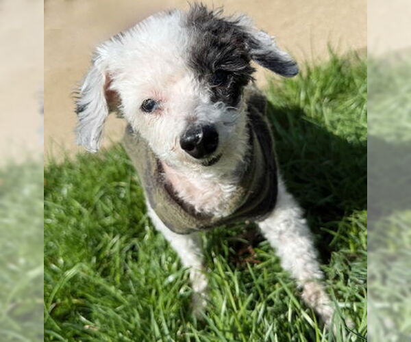 Medium Photo #21 Poodle (Toy)-Unknown Mix Puppy For Sale in Arlington, VA, USA