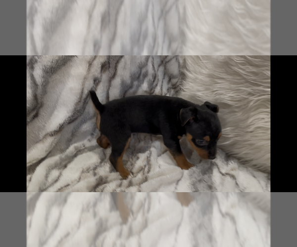 Medium Photo #5 Jack Russell Terrier Puppy For Sale in MOUNT CARMEL, PA, USA