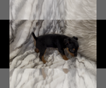 Small #4 Jack Russell Terrier