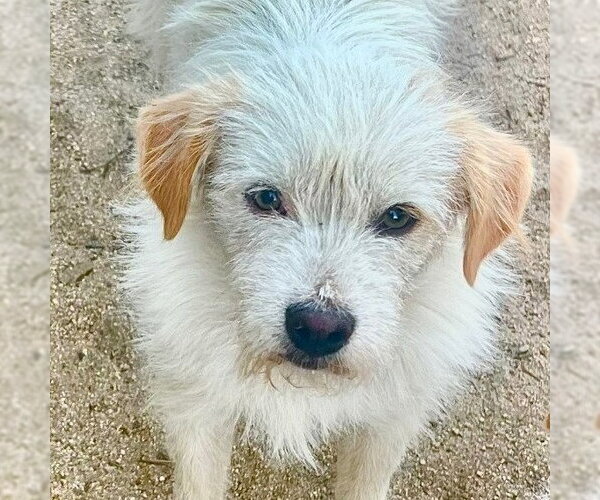 Medium Photo #5 Mutt Puppy For Sale in Lake Forest, CA, USA